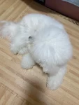 宠物萌宠狗狗日常小型犬比熊(这个小东西在屋里拉)-喵神素材库