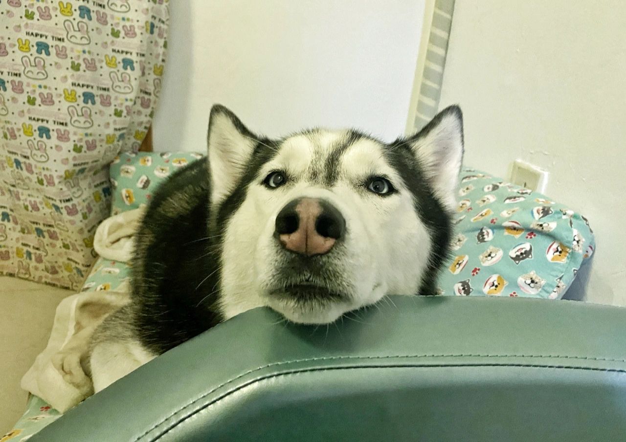 宠物狗大型犬(养宠欢乐多)-喵神素材库