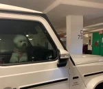 宠物萌宠狗(你在看什么)-喵神素材库