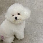 宠物萌宠狗日常( 有没有超可爱)-喵神素材库