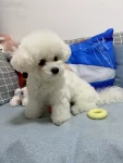 瀹犵墿钀屽疇鐙?,\