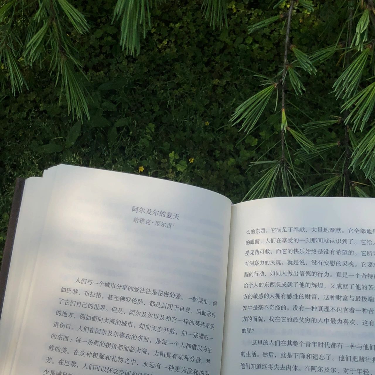 4乌托邦年代看书书籍水果面包狗(我的日常 )-喵神素材库