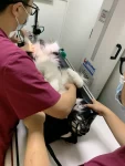 宠物萌宠狗日常体检(带小熊去体检啦，结果都很好，除了尾巴有一点点骨刺)-喵神素材库