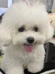 宠物萌宠狗日常比熊(酷爱上班的小狗子)-喵神素材库