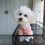 宠物狗衣服萌宠(六个半月粉红色衣服第一次穿留影，刚买来时狗在衣中晃，一转眼衣服都小了 )-喵神素材库