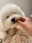 宠物萌宠狗(这一套动作很连贯)-喵神素材库