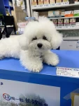 宠物萌宠狗宠物店(我家宠物好可爱 )-喵神素材库