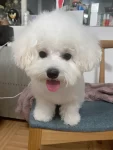 宠物萌宠狗狗日常小型犬比熊(哈哈哈哈，原来比熊也是靠发型，没吹好就是颜值不行[偷笑R][偷笑R][偷笑R])-喵神素材库