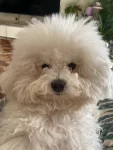 狗，泰迪，白狗，宠物狗(咱就是说又该洗澡了，这次我送美容店去顺道美个容期待成品)-喵神素材库