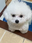 宠物萌宠狗狗日常小型犬比熊(厕所门神)-喵神素材库