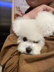 宠物萌宠狗(我们家狗子好像知道自己很得宠 很会狗仗人势)-喵神素材库
