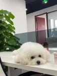 宠物萌宠狗(今天只要放下就哼哼唧唧，就要姐姐抱着，还得站着抱，跟小宝宝一样我家宠物好可爱  )-喵神素材库