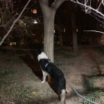 宠物超可爱狗狗边牧我的宠物日常(-打滚蹭树，把树枝带下来了-对面有个大爷在盘核桃，熊：危险危险危险-捡了一个大扇骨 熊：我们快回家！！你走快点)-喵神素材库