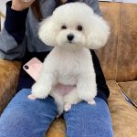 宠物萌宠狗日常(最近一直在增肥。效果显而易见……女明星的赘肉都出来了。哈哈哈哈)-喵神素材库