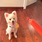 宠物萌宠狗小可爱(狗狗日常 我家最调皮的小朋友它叫Yuki是一只女宝宝)-喵神素材库