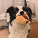 宠物萌宠狗日常( 请你恰汉堡)-喵神素材库