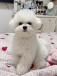 狗宠物(今天是韩系美男狗)-喵神素材库