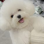 宠物萌宠狗日常( 可爱鬼)-喵神素材库