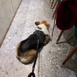 宠物萌宠狗(卡姿兰大眼睛跟这身铠甲 真绝配哇！)-喵神素材库