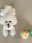 宠物萌宠狗(小粗腿软呼呼)-喵神素材库