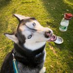 4哈士奇宠物萌宠狗遛狗(家有哈士奇)-喵神素材库