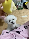 宠物萌宠狗水果梨(啵啵不是有什么你不吃的吗？姐姐吃个梨都馋嘻嘻的看着我家宠物好可爱  )-喵神素材库