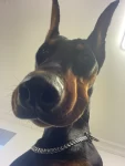 2杜宾犬狗狗宠物日常(可以起来陪我玩球球嘛我是乖乖狗哦)-喵神素材库