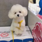 宠物萌宠狗日常(布丁真是端庄的女孩子)-喵神素材库