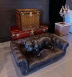 3宠物狗德牧犬(狗狗床垫)-喵神素材库