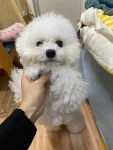 狗狗宠物 比熊  宠物狗小狗(我家宠物好可爱)-喵神素材库