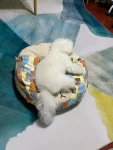 宠物萌宠狗日常(我的宝宝猪，只要能看见我就可以安心睡)-喵神素材库