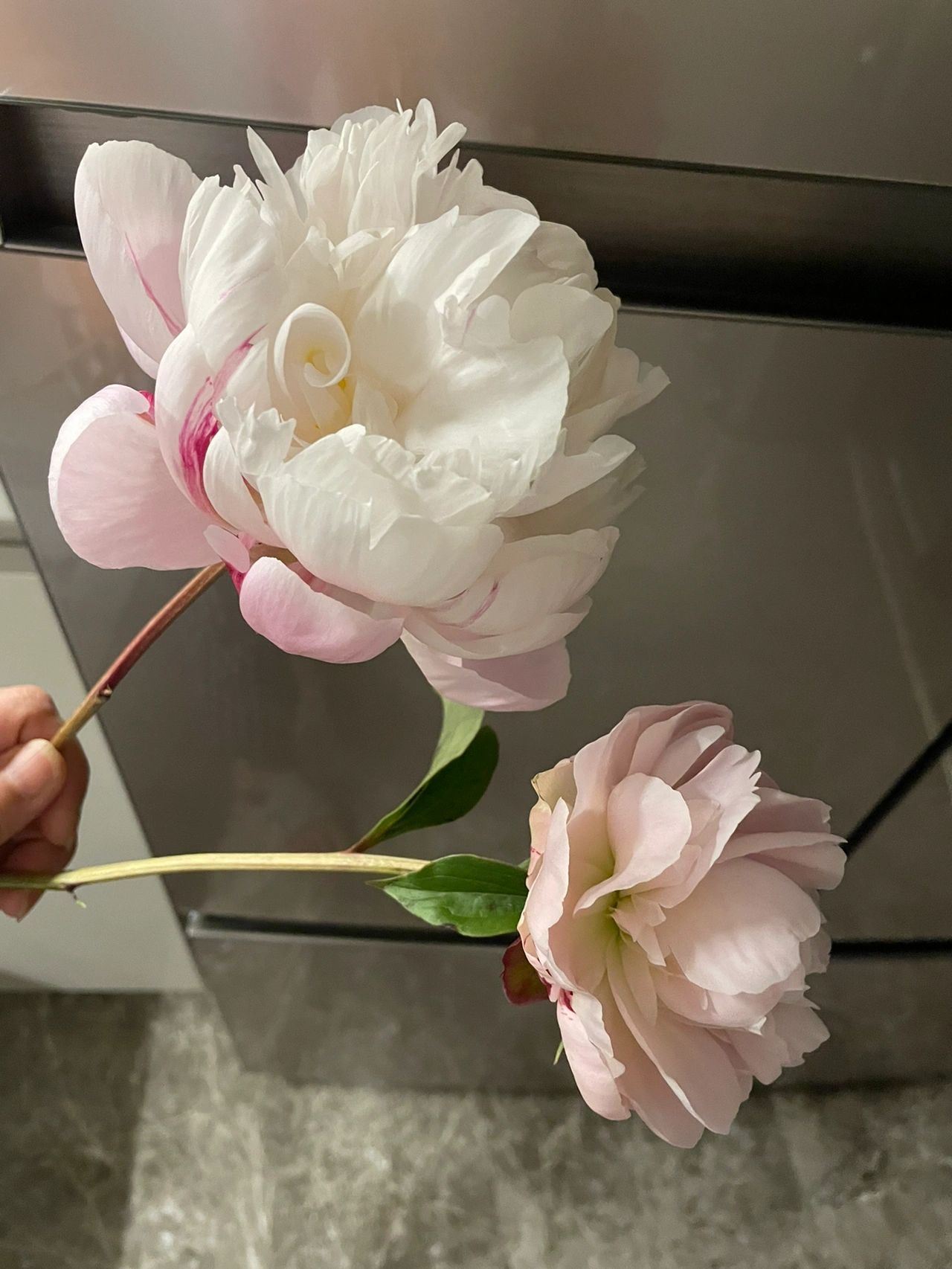 鲜花花束花瓣咖啡(每天收获满满一桌子花瓣 )-喵神素材库
