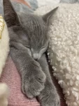 猫咪睡觉冷洗澡看电视钱(天天做什么她都要跟着凑一份！洗澡她就蹲门口等着，看电视她就帮忙拉屏幕蹲在旁边一起看，一点都不怕生人，天冷了，还得爬在身上咕咕咕安稳睡觉觉！ )-喵神素材库