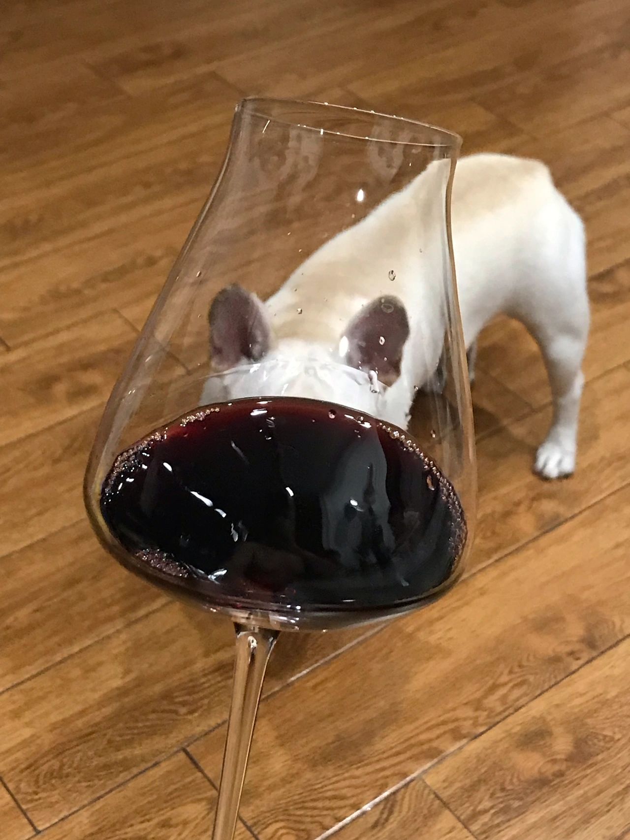 6酒品酒红酒宠物狗(总体来说，比较好的体现了圣埃斯泰夫的风土，强健而不失优雅，就像一个西装儒雅男，穿衣显瘦，脱衣有肉)-喵神素材库