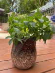 种植绿植调酒薄荷(台上栽种一些薄荷，自制鸡尾酒。 )-喵神素材库