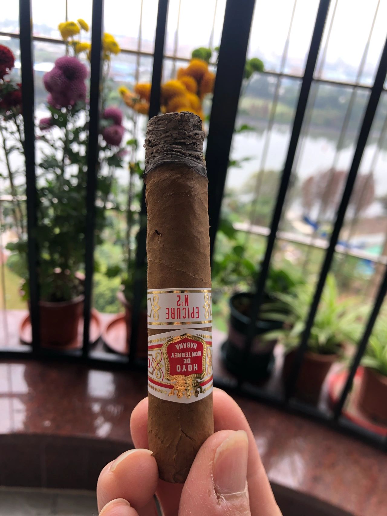 阳台鲜花花束插花雪茄(我的小阳台)-喵神素材库