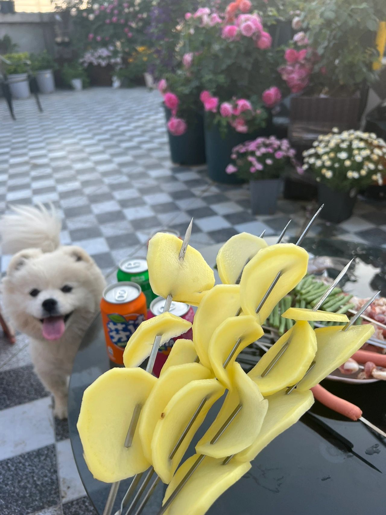 朋友聚会烧烤烤肉撸串宠物狗鲜花庭院(悠闲的小院时光 )-喵神素材库