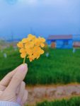 旅游春游天空散心花朵(生活就像一杯白开水，你每天都在喝，不要羡慕别人的饮料，其实未必有你的白水解渴，人生靠的是心态在生活，心态好了，处处都是阳光)-喵神素材库