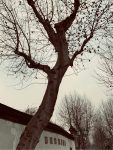 3旅游秋景摄影景点园林苏州姑苏狮子林(假山遍布，长廊环绕，楼台隐现，曲径通幽，有迷阵一般的感觉)-喵神素材库
