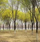 旅游春游天空散心绿植(春天的色彩，是姹紫嫣红的美丽，是暗香浮动的妖娆，是绿意萌生的欣喜。 )-喵神素材库