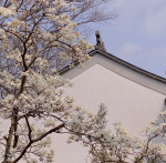 美景旅游春天花(有些人像软肋一样的存在但又曾经是生活的全部底气\\t)-喵神素材库