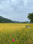 8旅游美景郊游天空散心阳光奥林匹克森林公园(雨后的奥林匹克森林公园~花红 草绿，空气清新。 )-喵神素材库