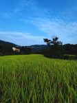 旅游旅行风景(金秋，稻穗低头，丰收的季节，沉甸甸的喜悦…… )-喵神素材库