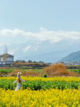 3度假旅游旅行大理喜洲古镇油菜花(微风渐暖 陌上花开)-喵神素材库