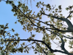 旅游美景拍照喝茶(红墙下，春暖花开，阳光明媚，岁月静好，谈天说地，清茶一杯润心肺)-喵神素材库