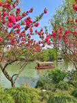 5扬州瘦西湖船花旅游拍照(瘦西湖几乎就是扬州的代名词，到扬州的游客大都也是奔着瘦西湖去的。李白“故人西辞黄鹤楼，烟花三月下扬州”的千古绝唱，又赋予了春天的扬州别样的风韵，这风韵的焦点，自然也在瘦西湖了。 )-喵神素材库