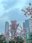 咖啡樱花春天( 这个好漂亮)-喵神素材库