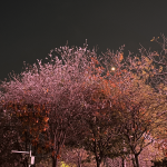 春景樱花风景(春天真的来了 )-喵神素材库