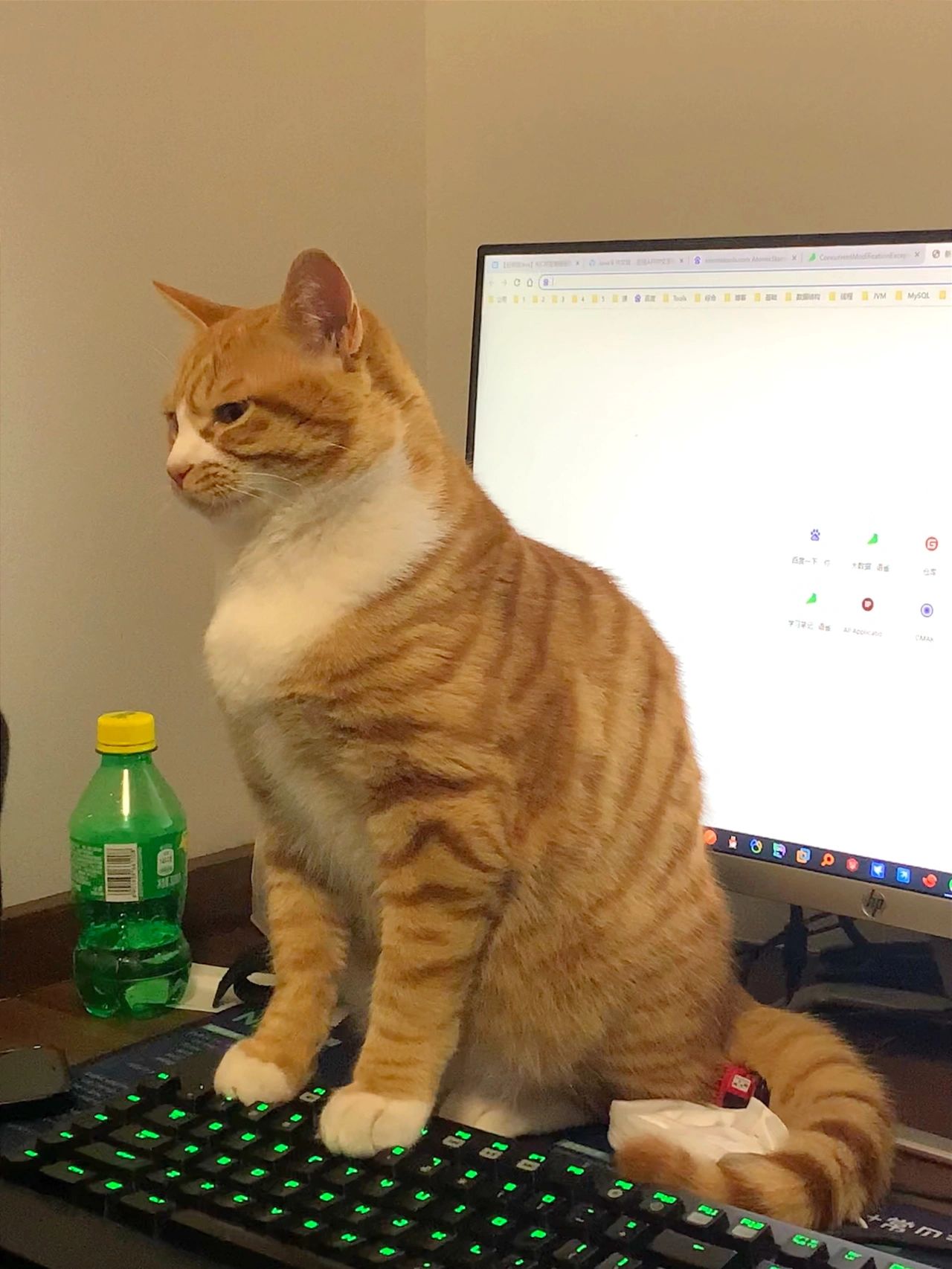 宠物萌宠猫加班(严重影响我搬砖)-喵神素材库