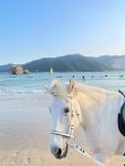 风景摄影拍照海边骑马(这个马好白啊 )-喵神素材库